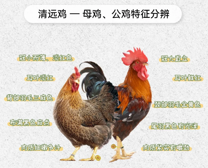 清远鸡特征（图源：天农集团公众号）