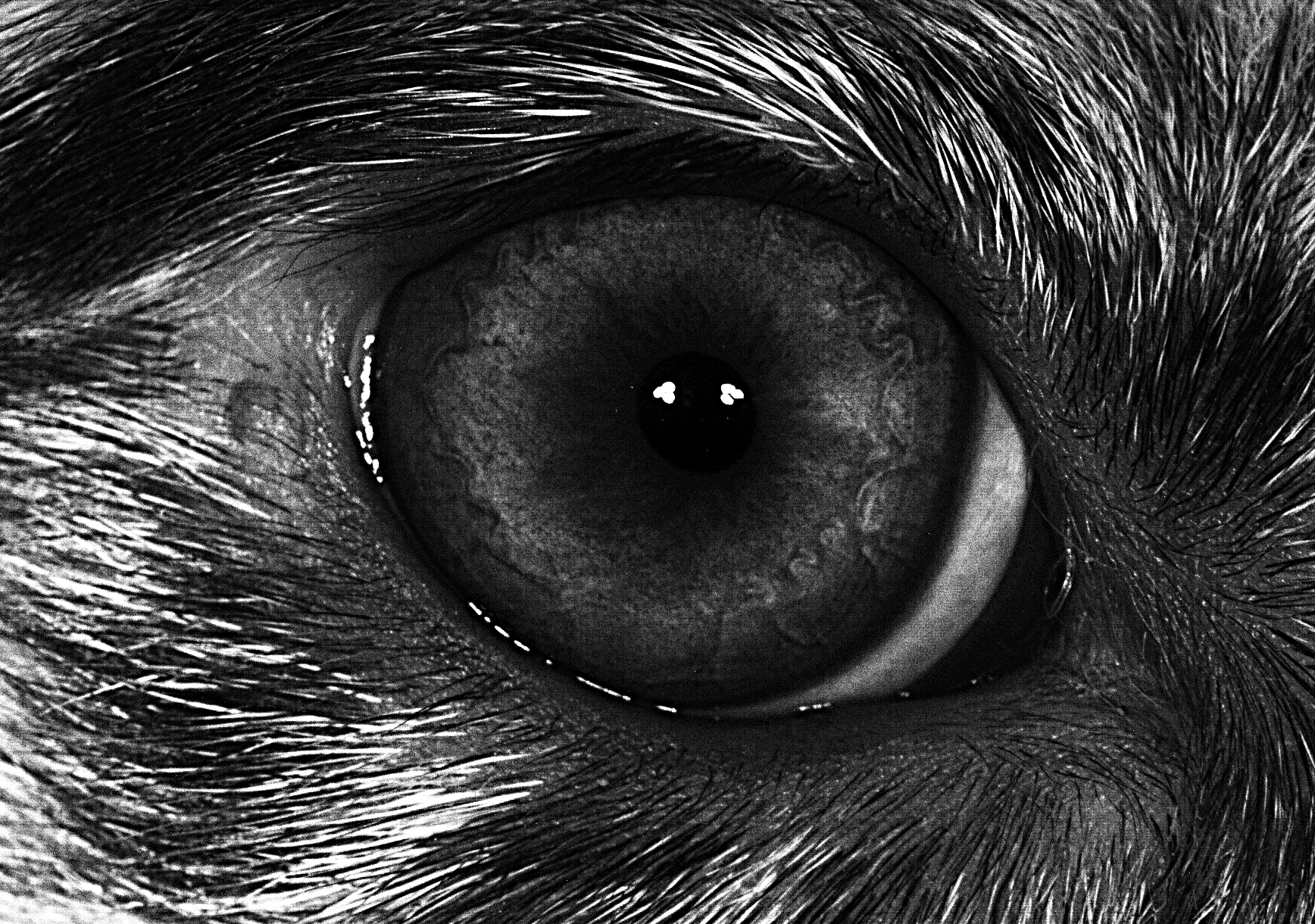 犬类的眼睛样本，宇钛科技要建立10万犬只的数据库。