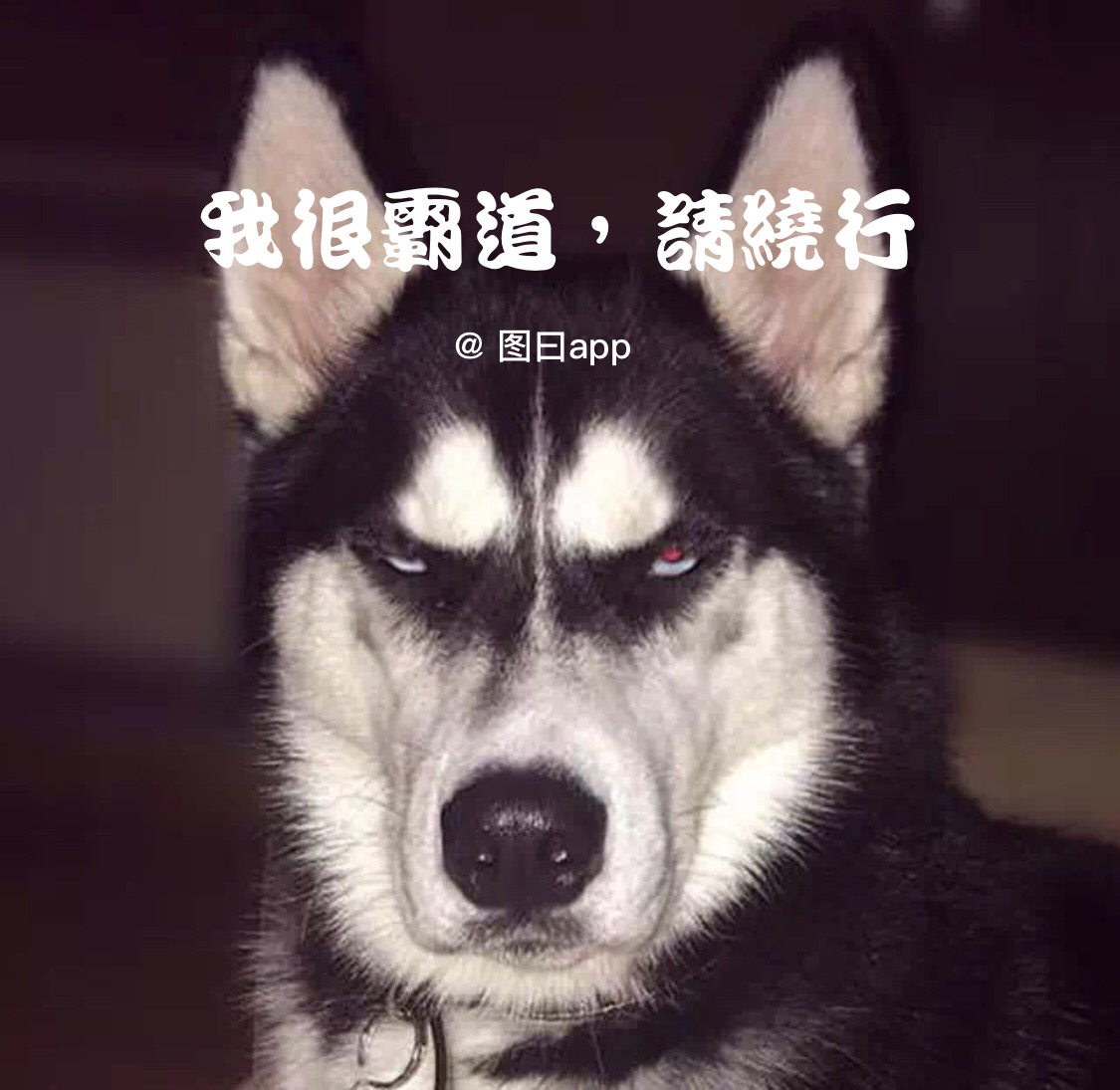 表情包里的斗图其实可以看作图片社交的一部分。