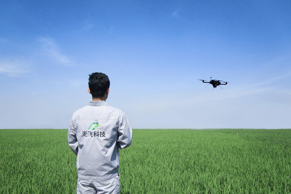 “麦飞科技”的飞手正在田间操作无人机，对大田进行精准施药。