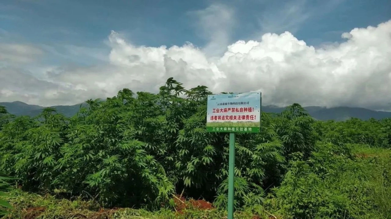 汉麻集团在云南的工业大麻种植区域